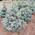 Ель колючая Picea pungens 'Blue Trinket'  